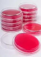 Контактные чашки Грибки, дрожжи, плесень (среда Агар Сабуро, Rose Bengal, Хлорамфеникол) BGR-CC-006 БИОКОНТРОЛЬ