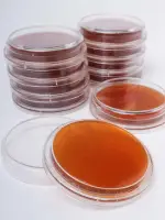 Контактные чашки БГКП (среда Агар МакКонки) BGR-CC-003 БИОКОНТРОЛЬ