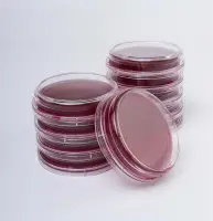 Контактные чашки E.сoli (среда Агар Эндо-ГРМ) BGR-CC-007 БИОКОНТРОЛЬ